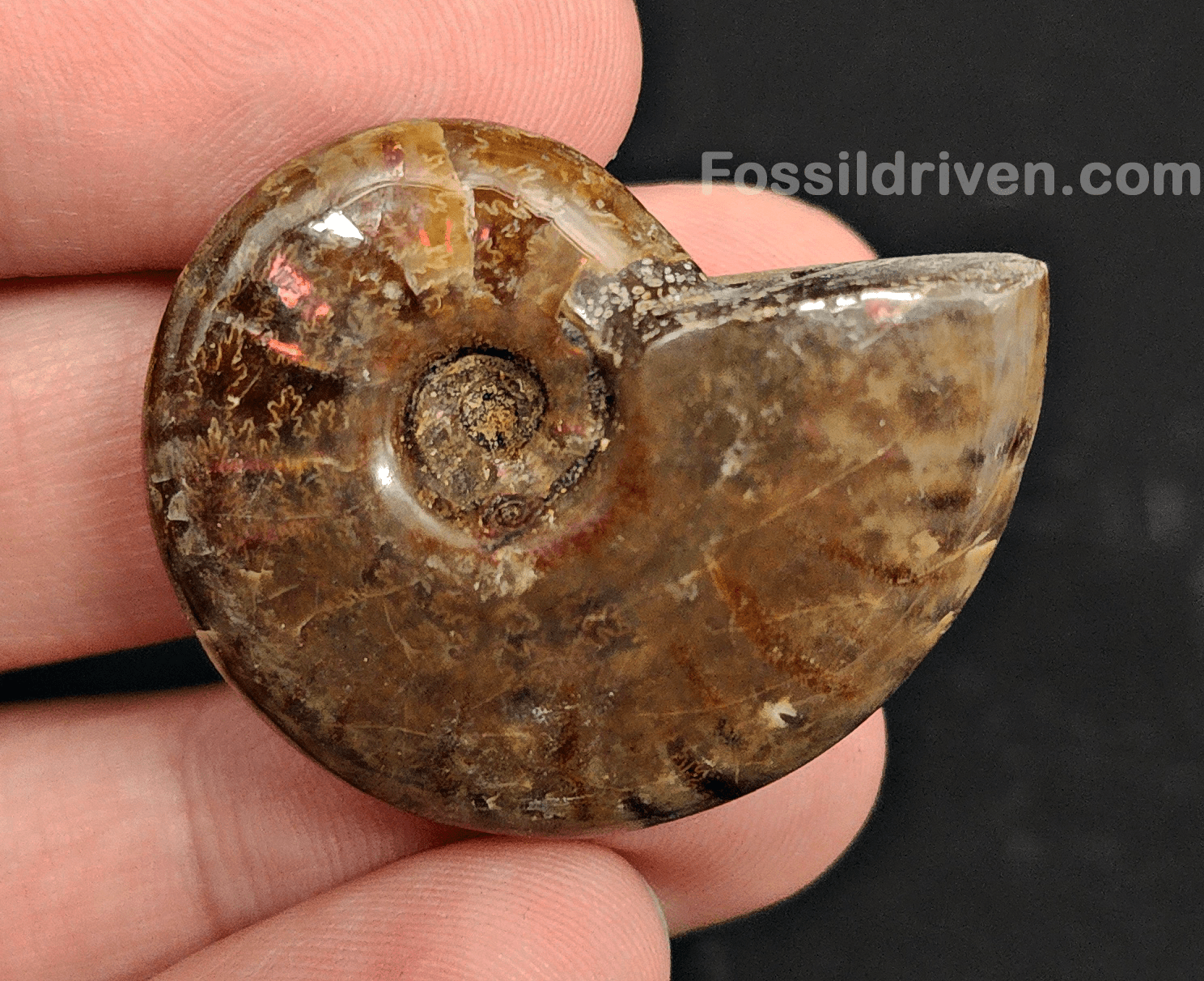 1.55" Red Flashy Iridescent Ammonite Fossil - Madagascar - Fossil Driven