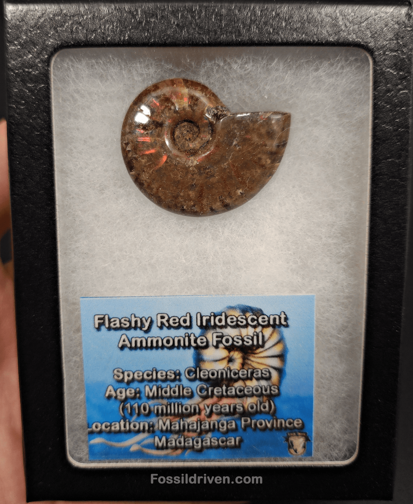 1.55" Red Flashy Iridescent Ammonite Fossil - Madagascar - Fossil Driven