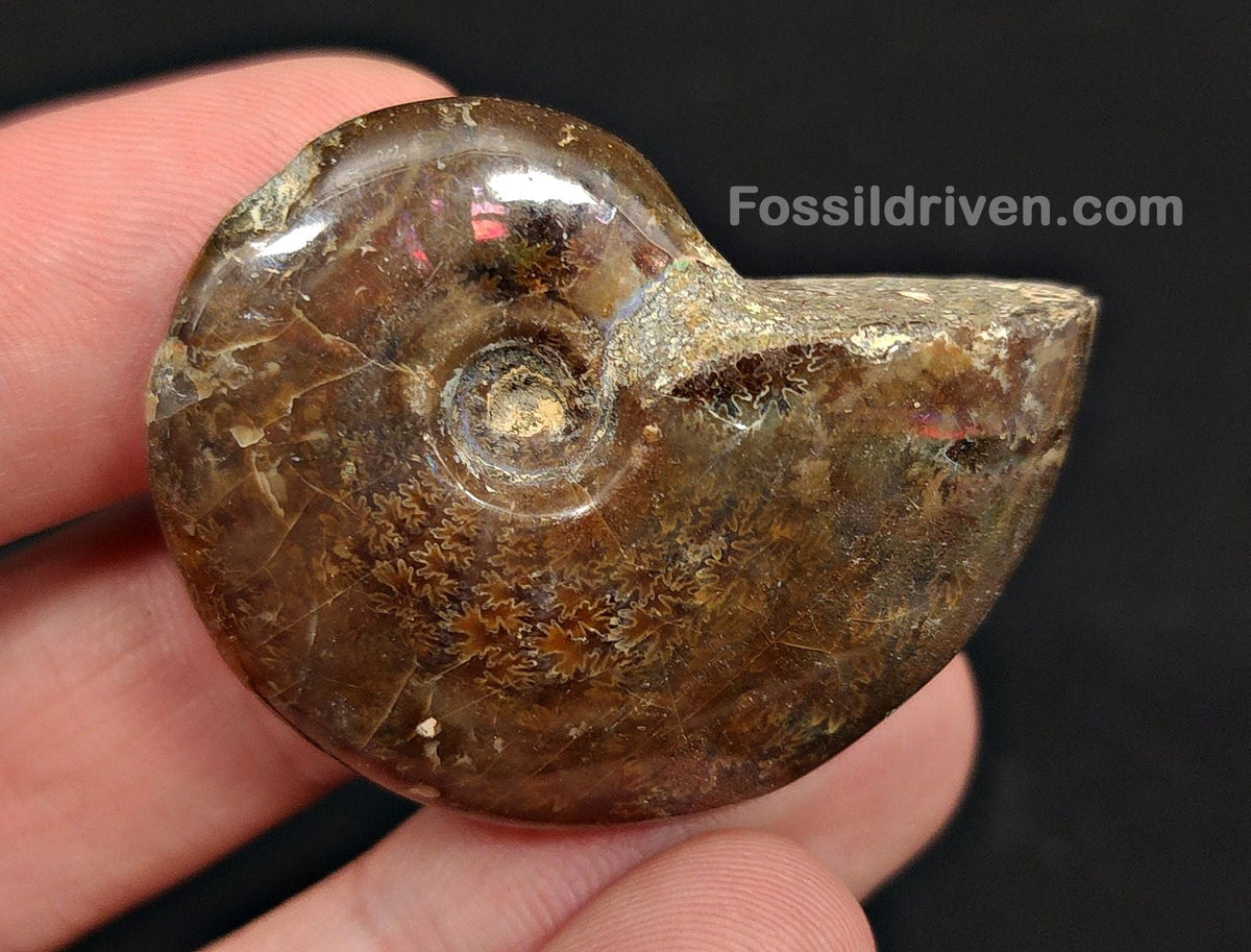 1.55" Red Flashy Iridescent Ammonite Fossil - Madagascar - Fossil Driven