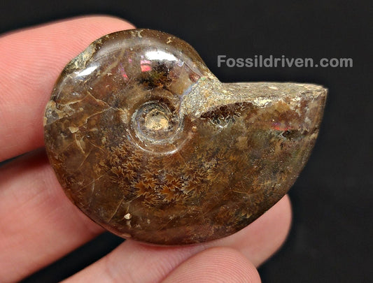 1.55" Red Flashy Iridescent Ammonite Fossil - Madagascar - Fossil Driven