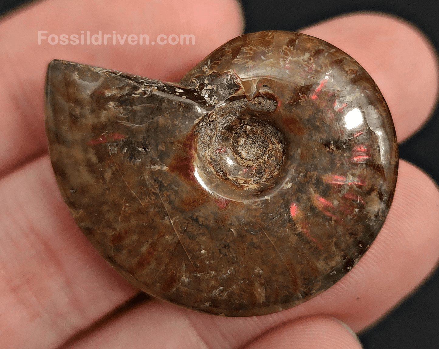 1.55" Red Flashy Iridescent Ammonite Fossil - Madagascar - Fossil Driven