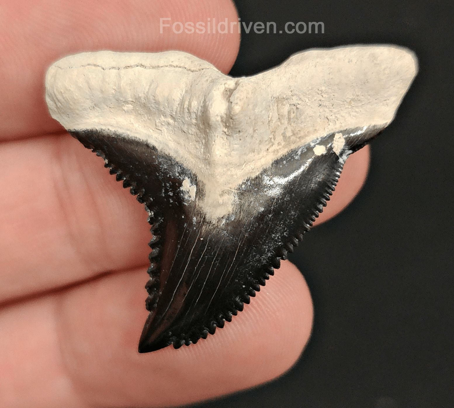 1.57" Fossil Hemipristis Shark Tooth - Bone Valley, Florida | Fossil Driven - Fossil Driven
