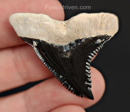 1.57" Fossil Hemipristis Shark Tooth - Bone Valley, Florida | Fossil Driven - Fossil Driven