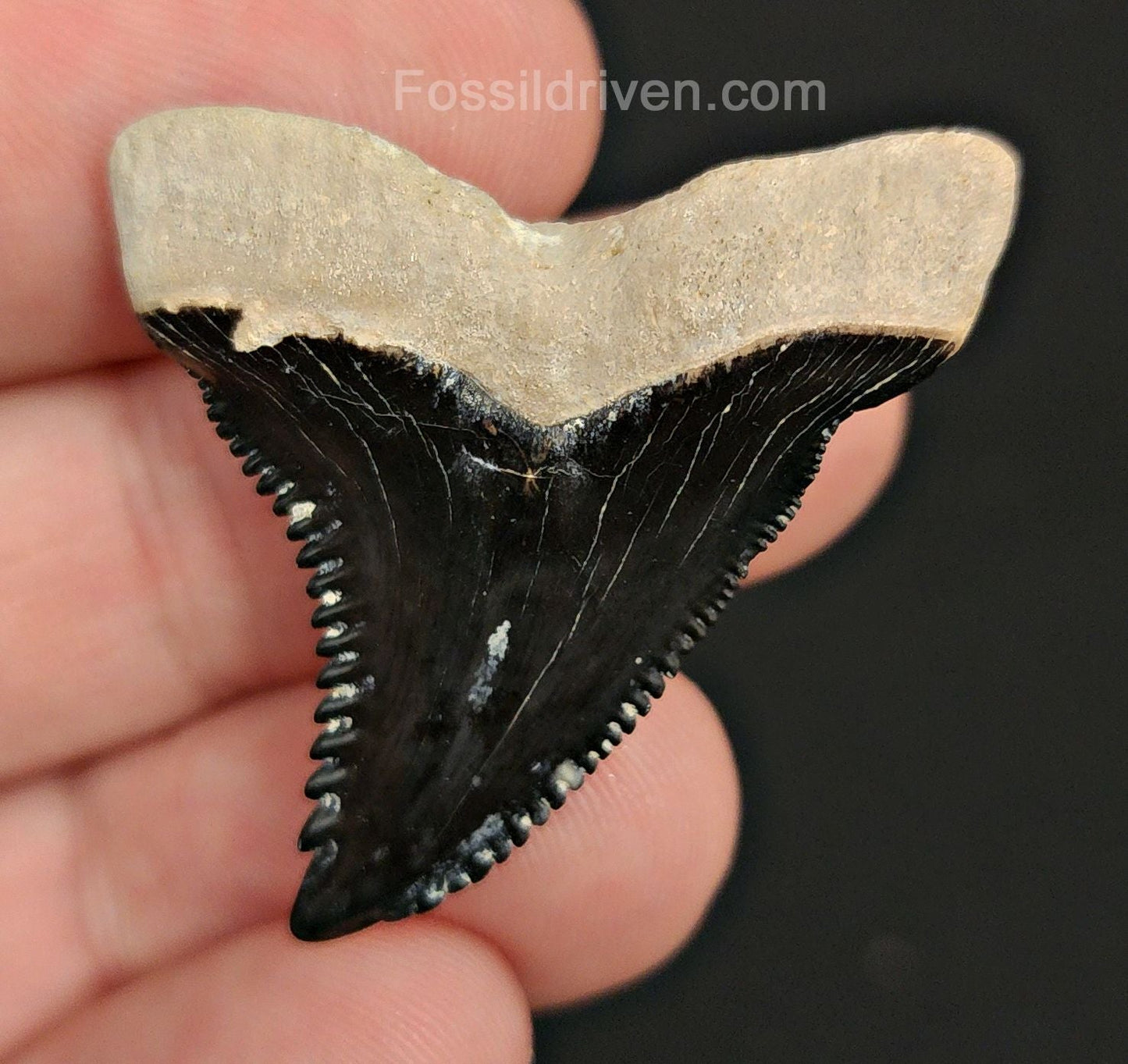 1.57" Fossil Hemipristis Tooth - Bone Valley, Florida | Fossil Driven - Fossil Driven