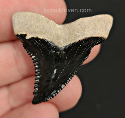 1.57" Fossil Hemipristis Tooth - Bone Valley, Florida | Fossil Driven - Fossil Driven