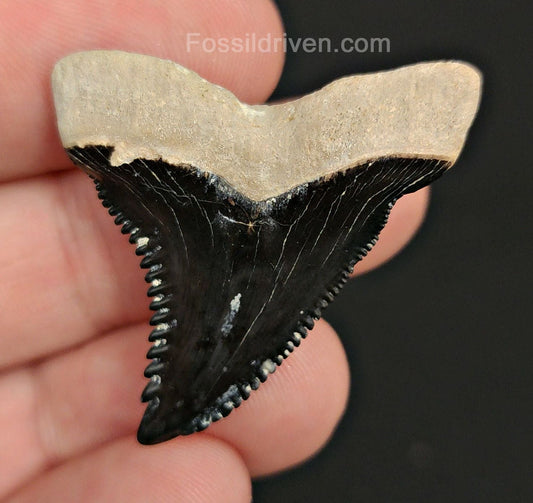 1.57" Fossil Hemipristis Tooth - Bone Valley, Florida | Fossil Driven - Fossil Driven