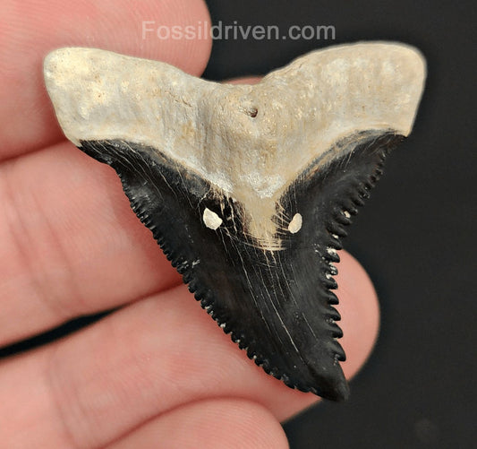 1.57" Fossil Hemipristis Tooth - Bone Valley, Florida | Fossil Driven - Fossil Driven