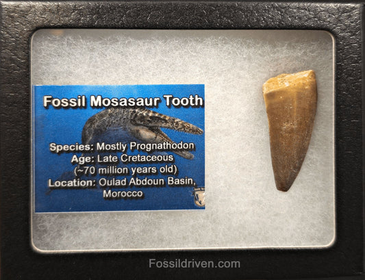 1.57" Fossil Mosasaur Tooth - Morocco - Fossil Driven