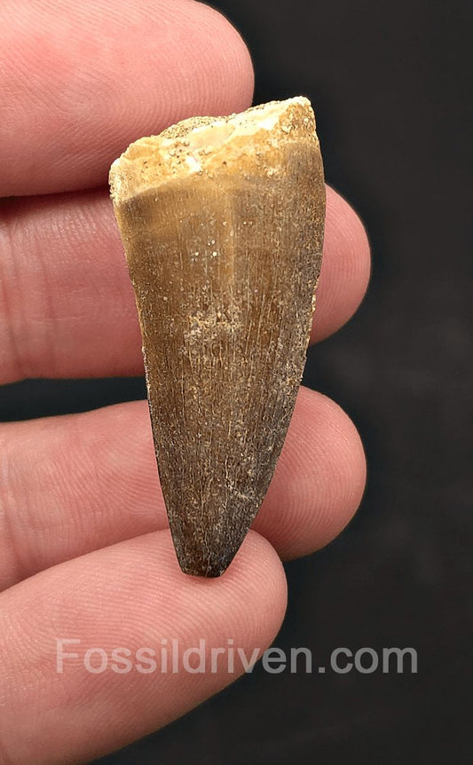 1.57" Fossil Mosasaur Tooth - Morocco - Fossil Driven