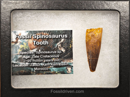 1.57" Fossil Spinosaurus Tooth - Real Dinosaur Tooth - Fossil Driven