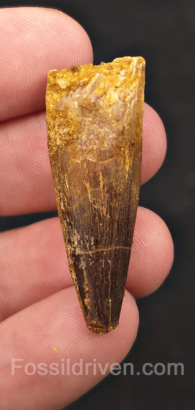 1.57" Fossil Spinosaurus Tooth - Real Dinosaur Tooth - Fossil Driven