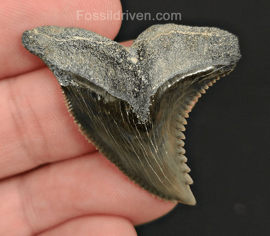 1.58" Fossil Hemipristis Shark Tooth - Bone Valley, Florida | Fossil Driven - Fossil Driven