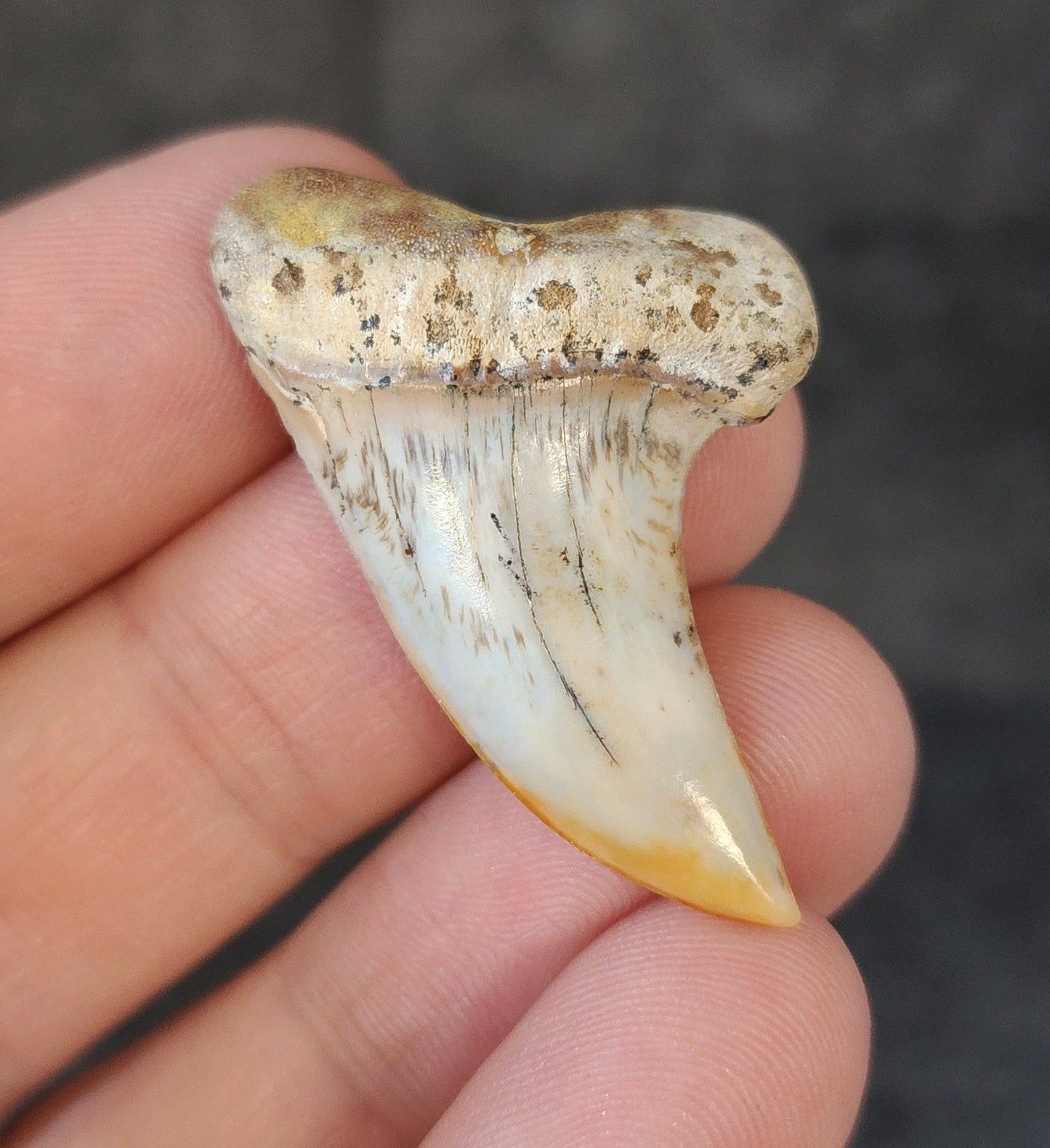 1.58" Fossil Planus Mako Shark Tooth - Bakersfield, California - Authentic Prehistoric Fossil - Fossil Driven