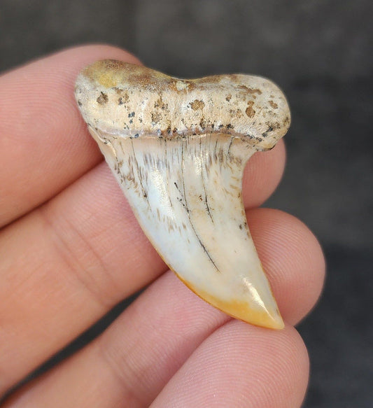 1.58" Fossil Planus Mako Shark Tooth - Bakersfield, California - Authentic Prehistoric Fossil - Fossil Driven