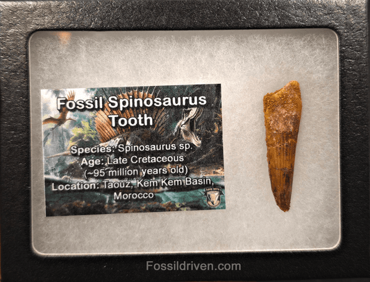 1.59" Fossil Spinosaurus Tooth - Real Dinosaur Tooth - Fossil Driven