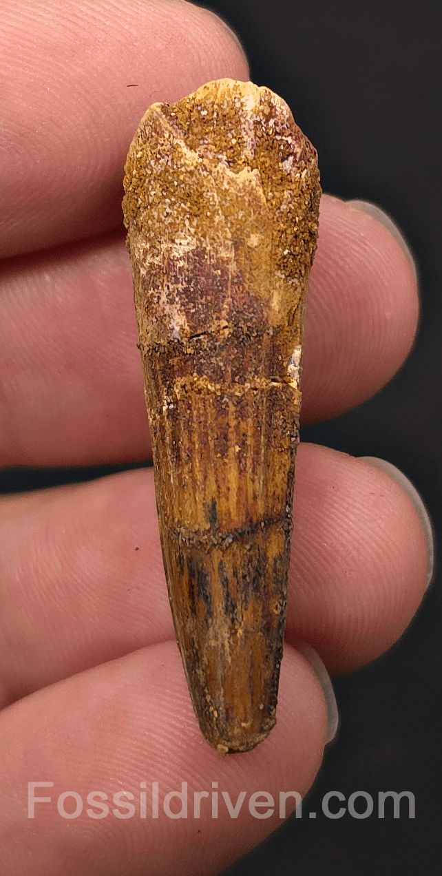 1.59" Fossil Spinosaurus Tooth - Real Dinosaur Tooth - Fossil Driven