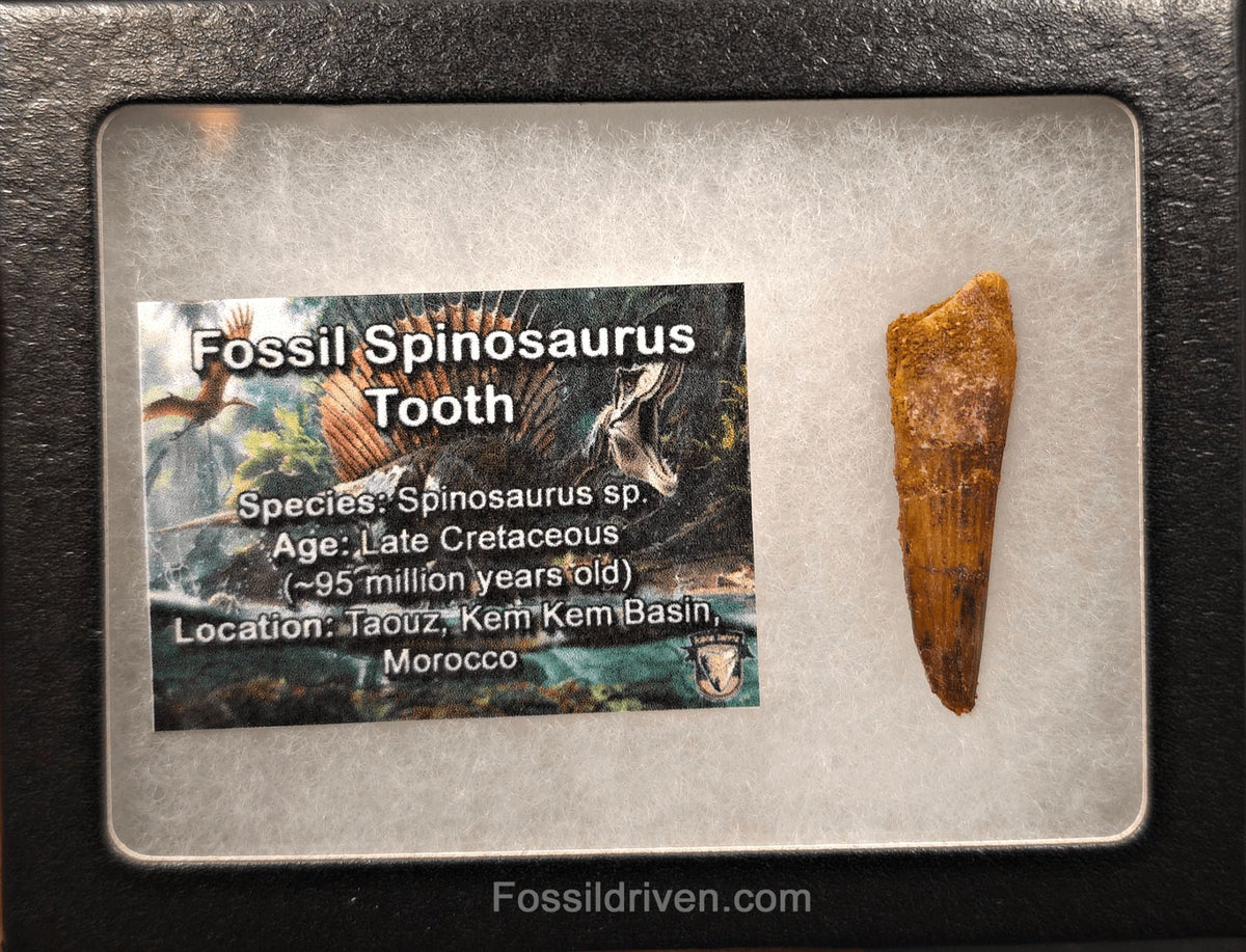 1.59" Fossil Spinosaurus Tooth - Real Dinosaur Tooth - Fossil Driven