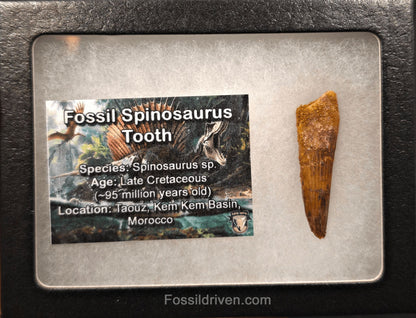 1.59" Fossil Spinosaurus Tooth - Real Dinosaur Tooth - Fossil Driven