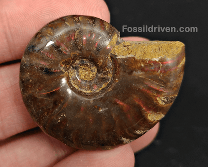 1.59" Red Flashy Iridescent Ammonite Fossil - Madagascar - Fossil Driven