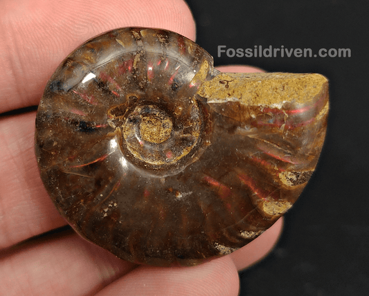 1.59" Red Flashy Iridescent Ammonite Fossil - Madagascar - Fossil Driven