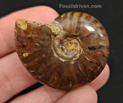 1.59" Red Flashy Iridescent Ammonite Fossil - Madagascar - Fossil Driven