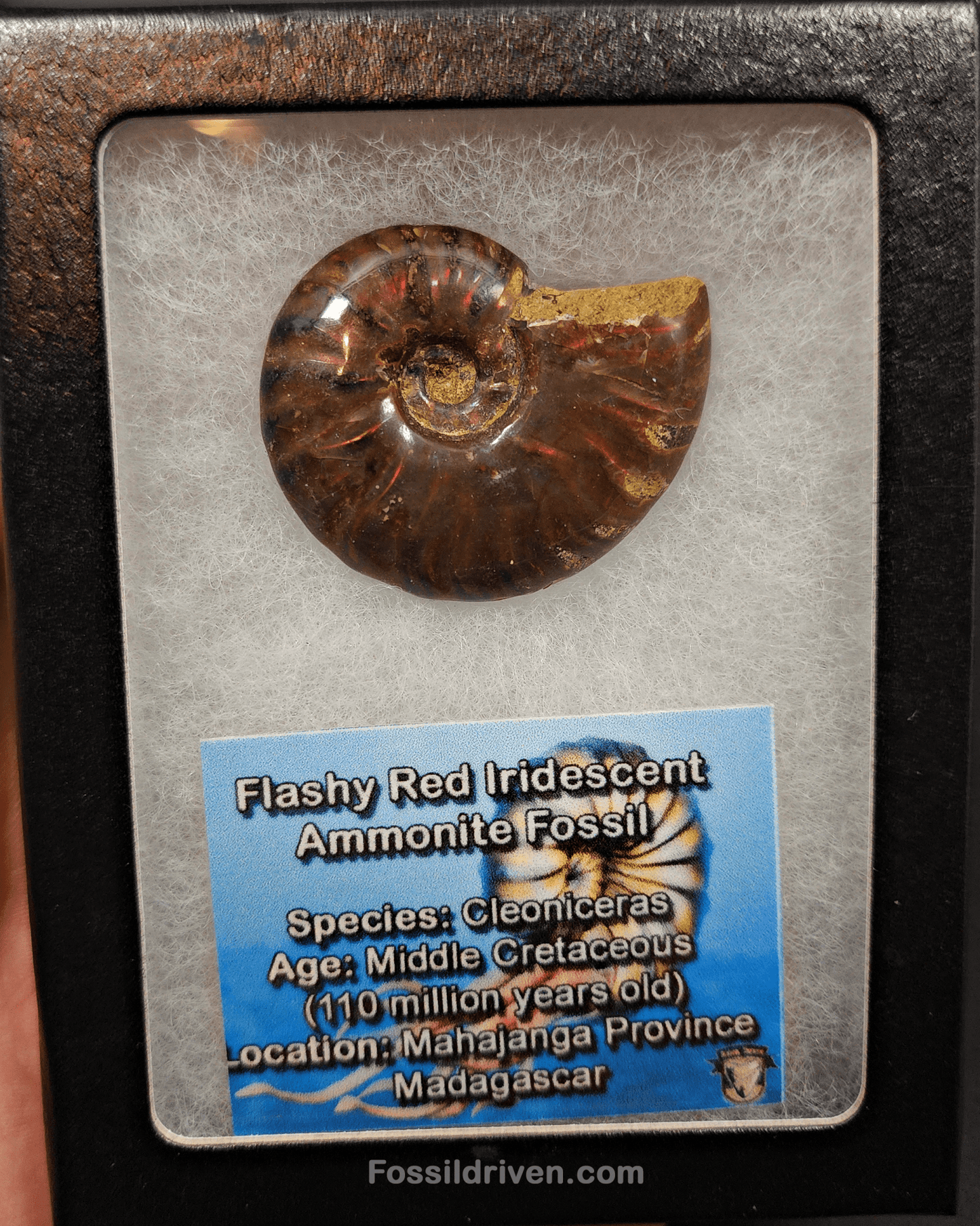 1.59" Red Flashy Iridescent Ammonite Fossil - Madagascar - Fossil Driven