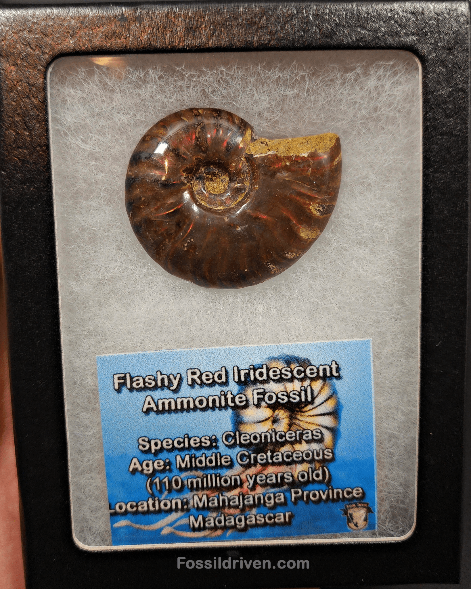 1.59" Red Flashy Iridescent Ammonite Fossil - Madagascar - Fossil Driven