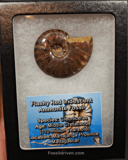 1.59" Red Flashy Iridescent Ammonite Fossil - Madagascar - Fossil Driven