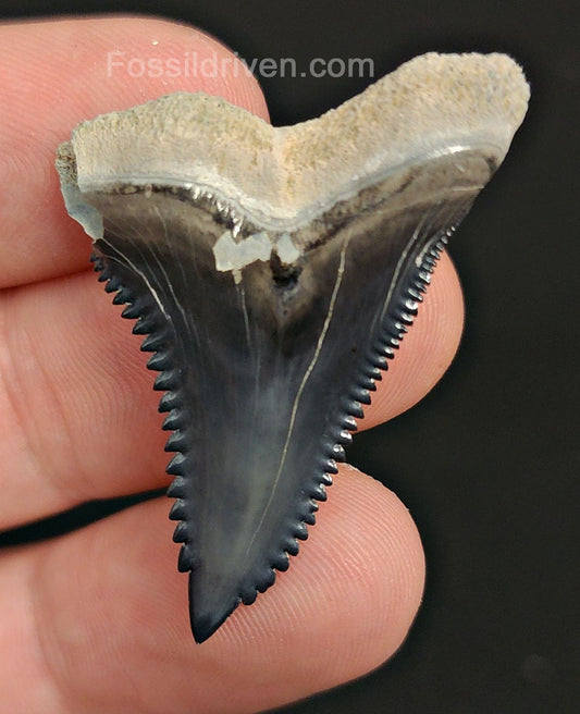 1.60" Fossil Hemipristis Shark Tooth - Bone Valley, Florida | Fossil Driven - Fossil Driven