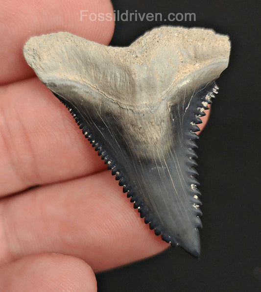 1.60" Fossil Hemipristis Shark Tooth - Bone Valley, Florida | Fossil Driven - Fossil Driven