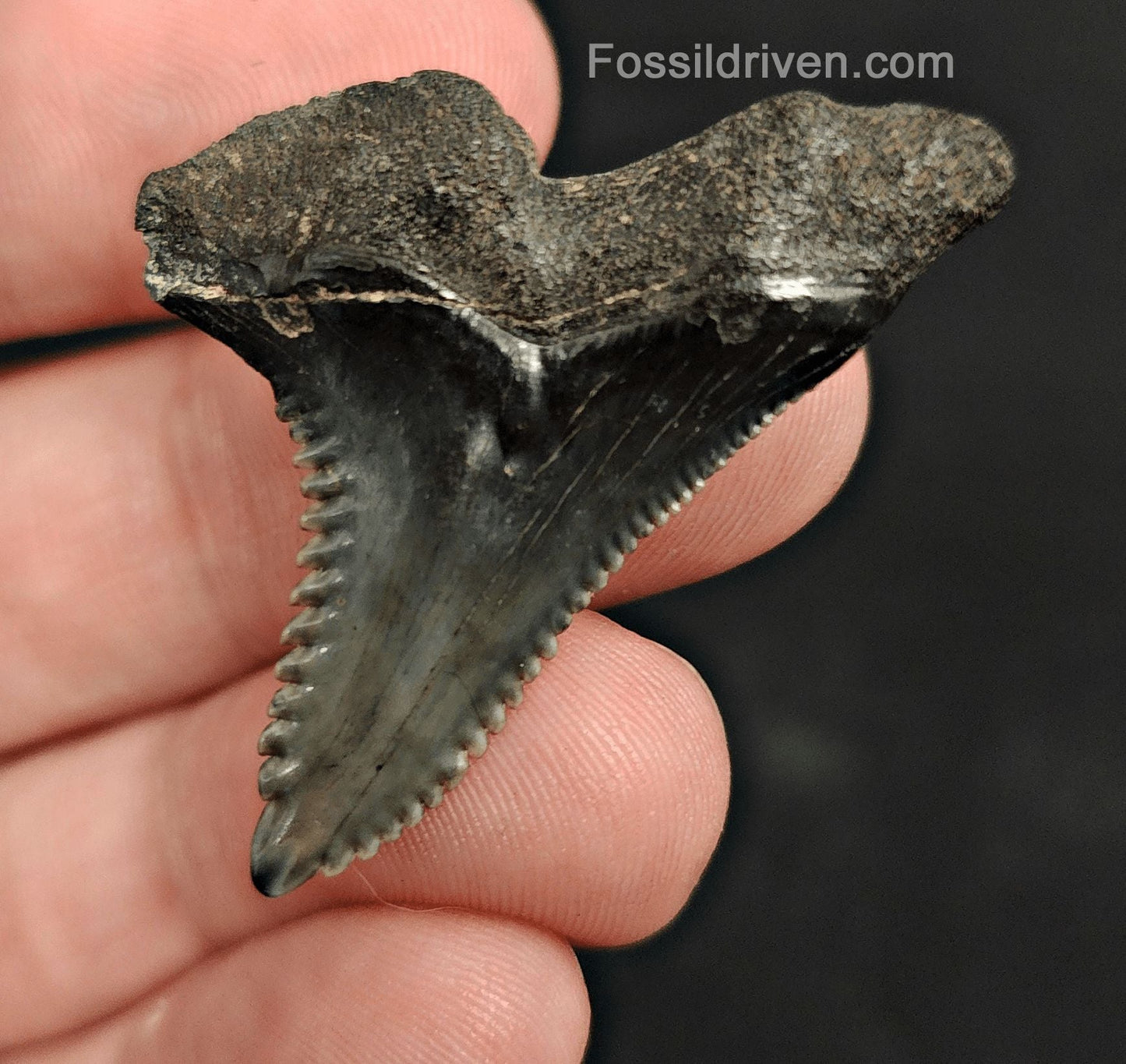 1.60" Fossil Hemipristis Shark Tooth - Venice, Florida | Fossil Driven - Fossil Driven