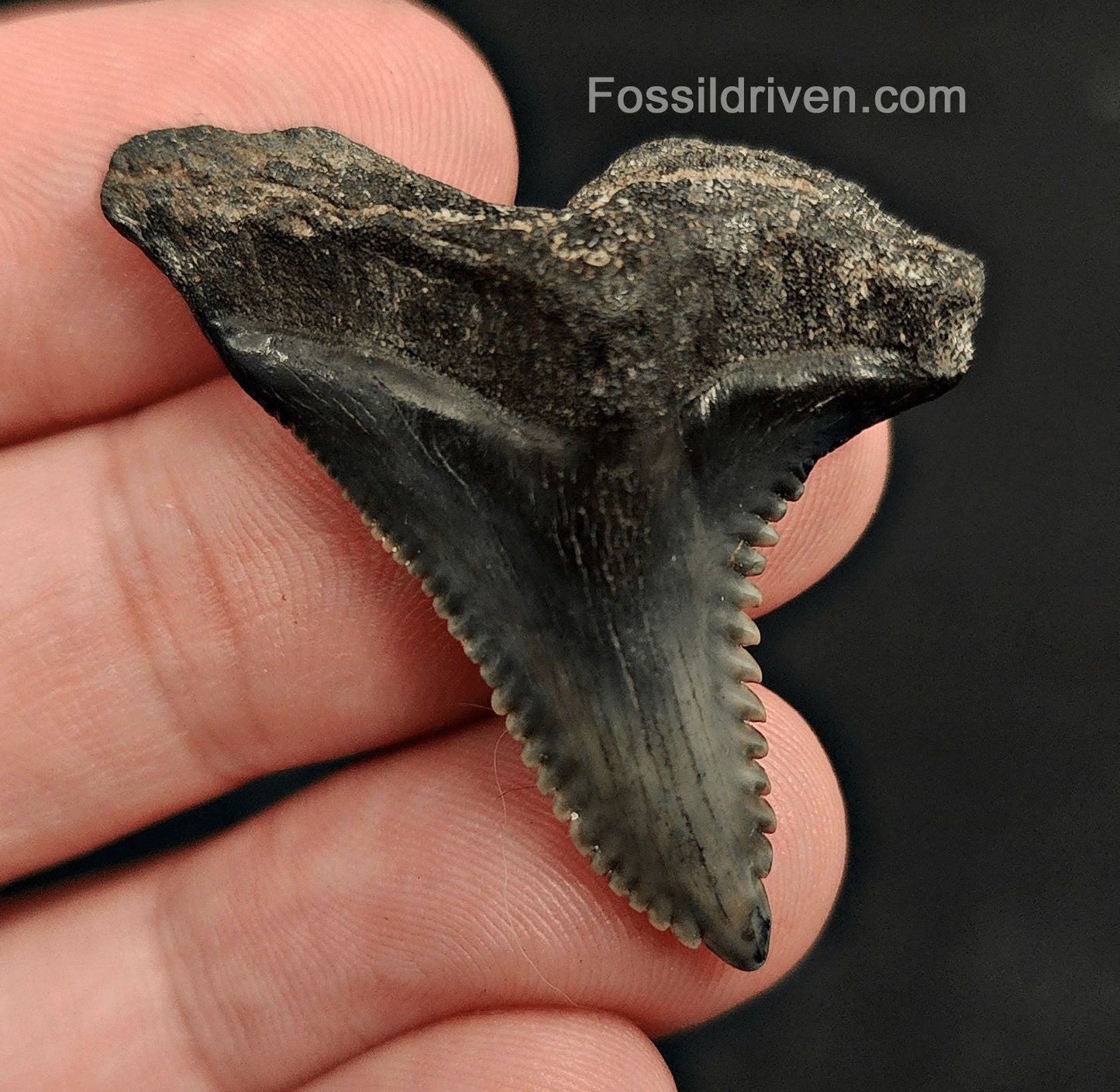 1.60" Fossil Hemipristis Shark Tooth - Venice, Florida | Fossil Driven - Fossil Driven