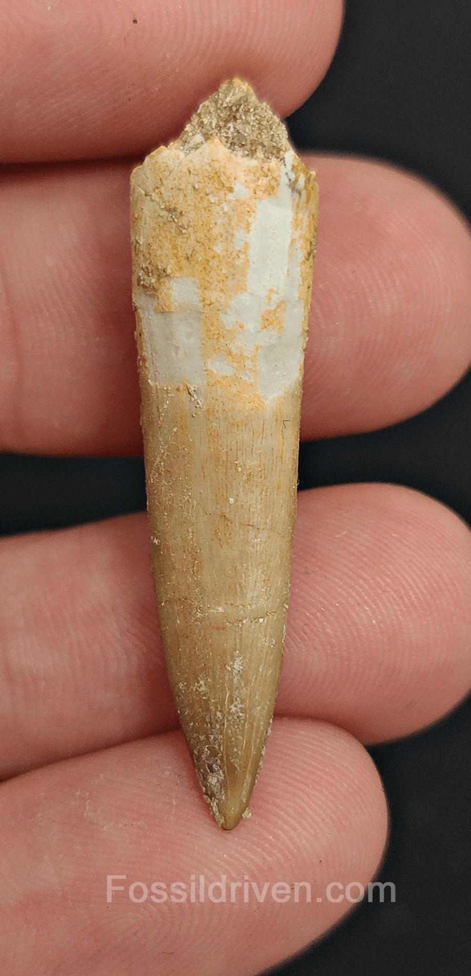 1.62" Fossil Plesiosaur (Zarafasaurus) Tooth - Morocco - Fossil Driven