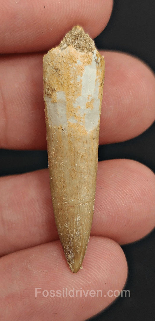 1.62" Fossil Plesiosaur (Zarafasaurus) Tooth - Morocco - Fossil Driven