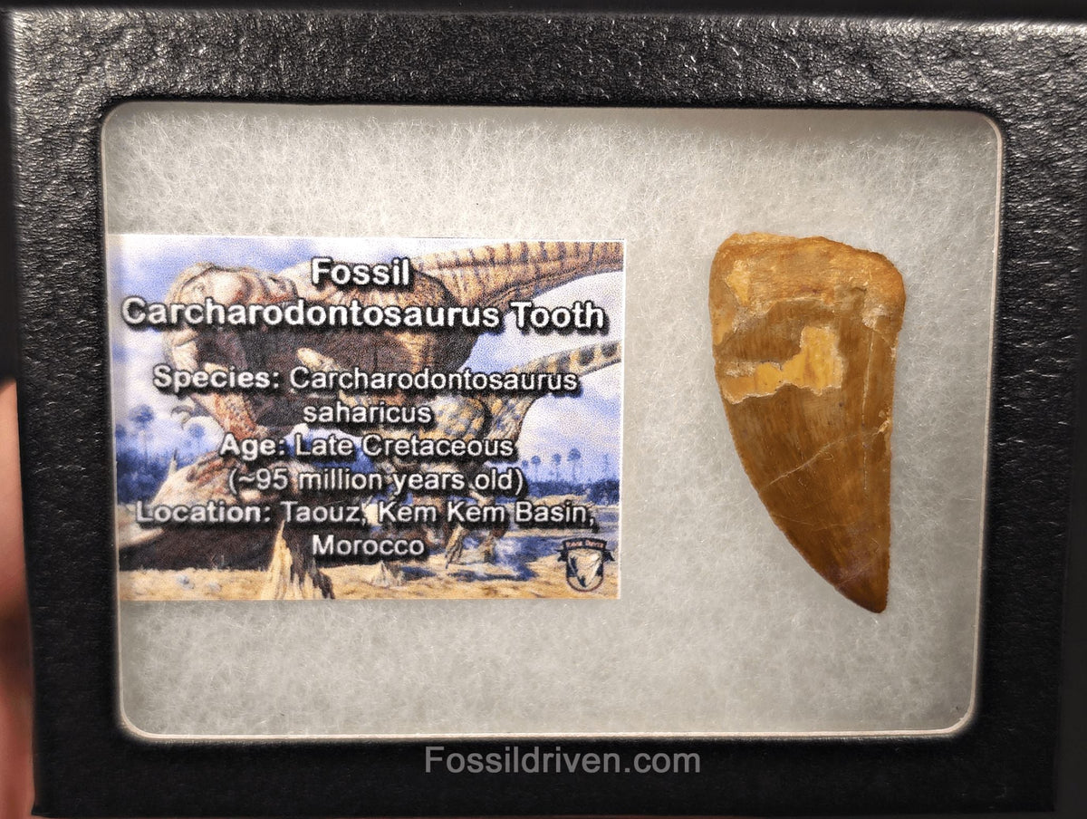1.62" Serrated Carcharodontosaurus Tooth - Real Dinosaur Tooth - Fossil Driven