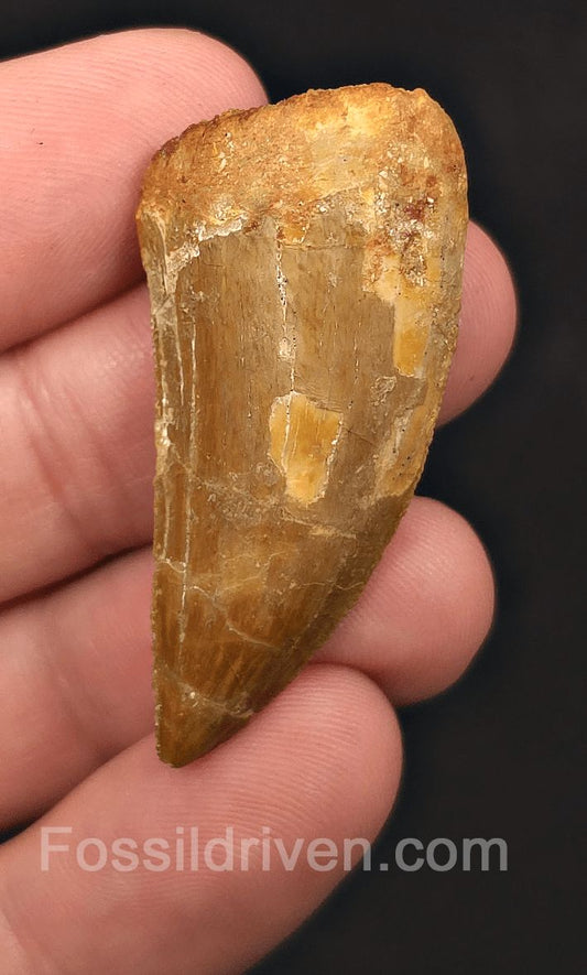 1.62" Serrated Carcharodontosaurus Tooth - Real Dinosaur Tooth - Fossil Driven
