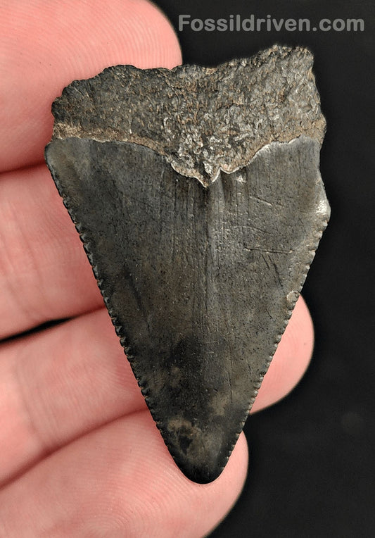 1.63" Fossil Great White Shark Tooth (Carcharodon carcharias) – South Carolina - Fossil Driven