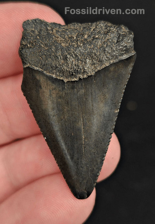 1.63" Fossil Great White Shark Tooth (Carcharodon carcharias) – South Carolina - Fossil Driven