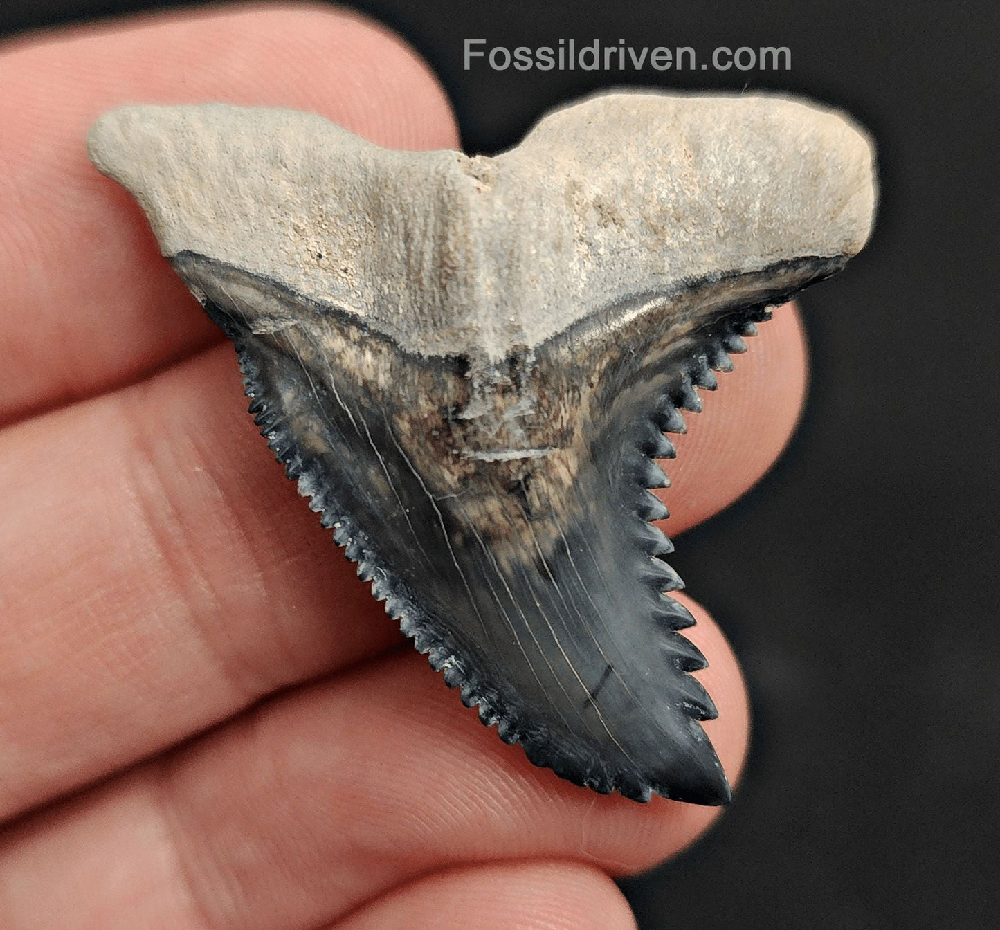 1.64" Fossil Hemipristis Shark Tooth - Bone Valley, Florida | Fossil Driven - Fossil Driven