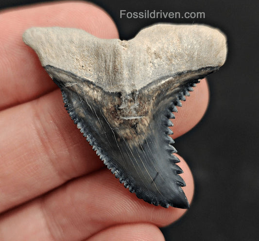 1.64" Fossil Hemipristis Shark Tooth - Bone Valley, Florida | Fossil Driven - Fossil Driven