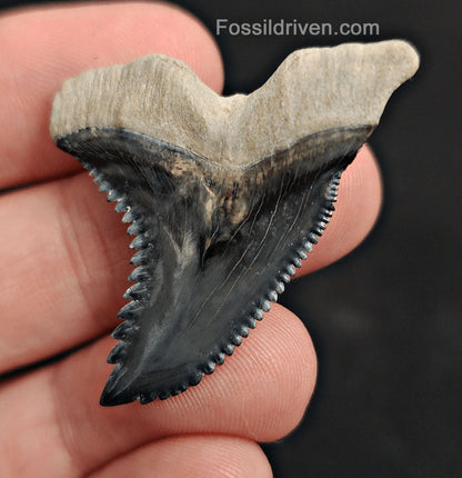 1.64" Fossil Hemipristis Shark Tooth - Bone Valley, Florida | Fossil Driven - Fossil Driven