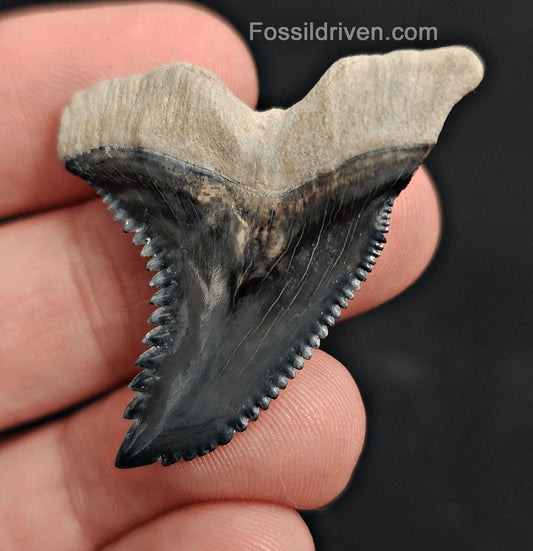 1.64" Fossil Hemipristis Shark Tooth - Bone Valley, Florida | Fossil Driven - Fossil Driven