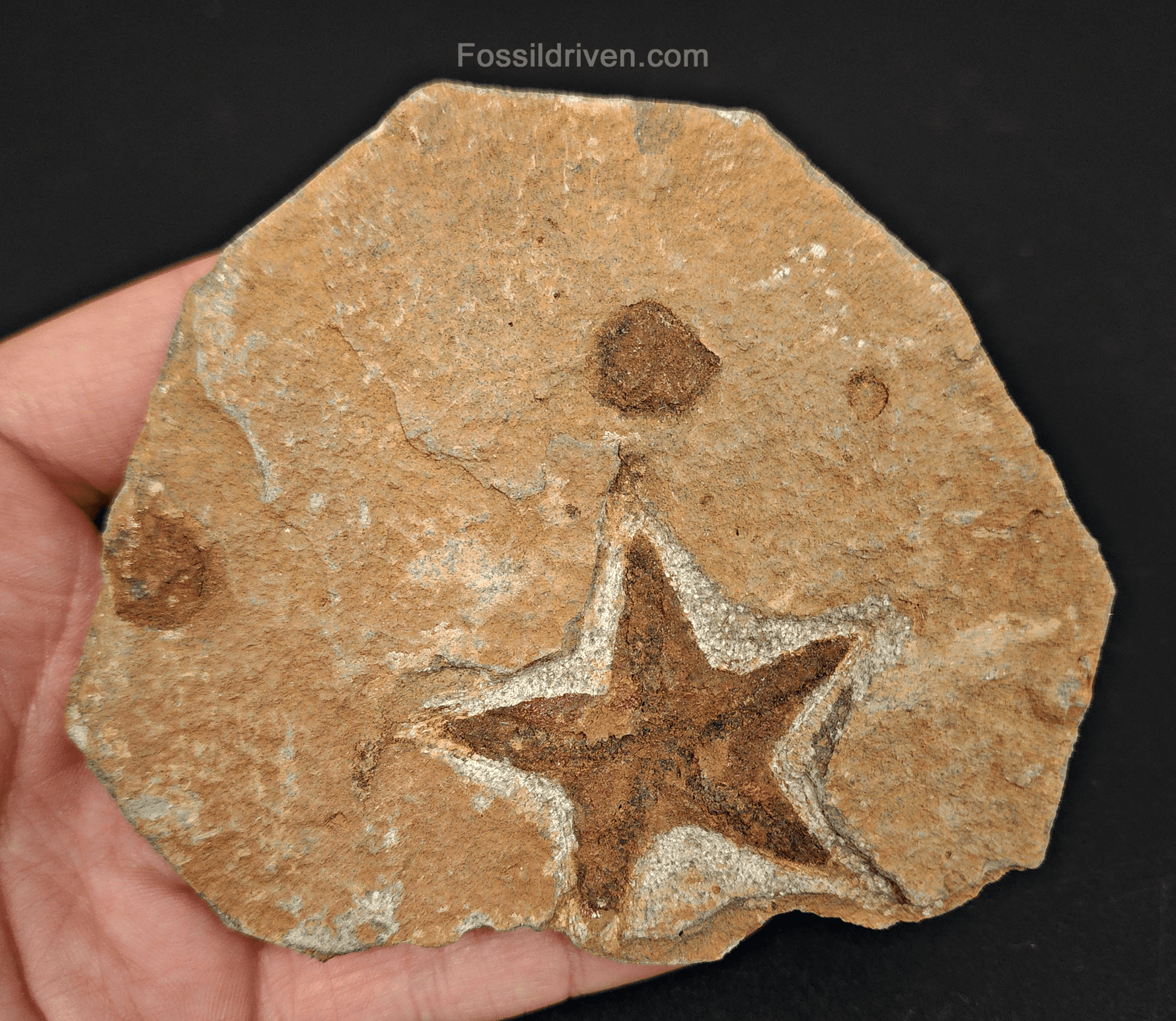 1.64" Fossil Starfish – Jurassic Sea Star from Morocco in 4.26" Matrix - Fossil Driven