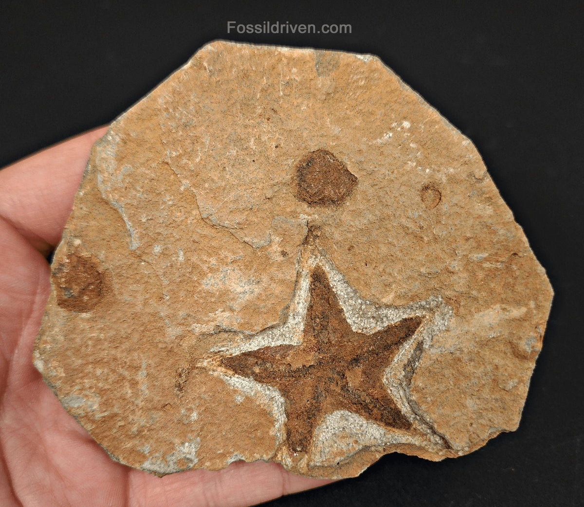 1.64" Fossil Starfish – Jurassic Sea Star from Morocco in 4.26" Matrix - Fossil Driven
