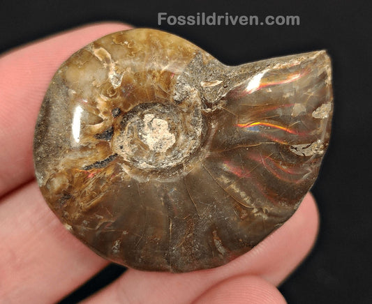 1.65" Red Flashy Iridescent Ammonite Fossil - Madagascar - Fossil Driven
