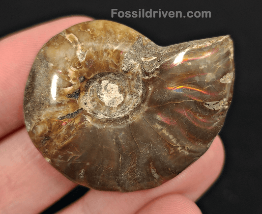 1.65" Red Flashy Iridescent Ammonite Fossil - Madagascar - Fossil Driven