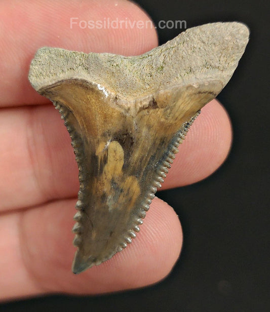 1.66" Fossil Hemipristis Shark Tooth - Bone Valley, Florida | Fossil Driven - Fossil Driven