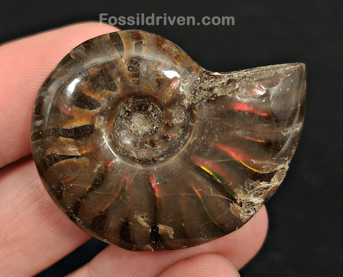 1.66" Red Flashy Iridescent Ammonite Fossil - Madagascar - Fossil Driven