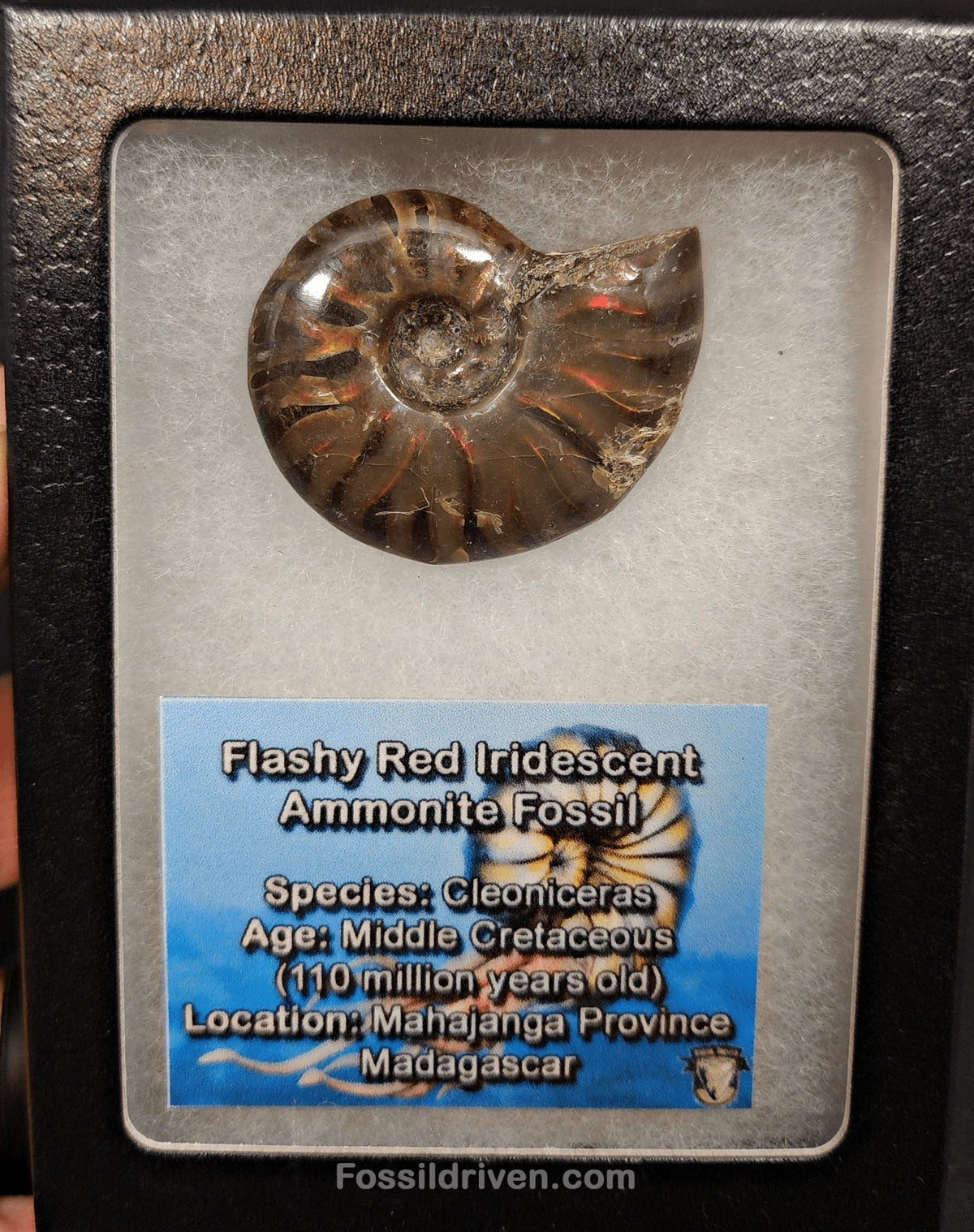 1.66" Red Flashy Iridescent Ammonite Fossil - Madagascar - Fossil Driven
