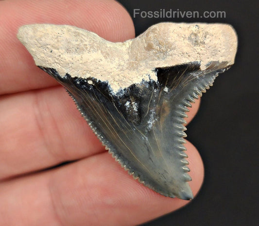 1.67" Fossil Hemipristis Shark Tooth - Bone Valley, Florida | Fossil Driven - Fossil Driven